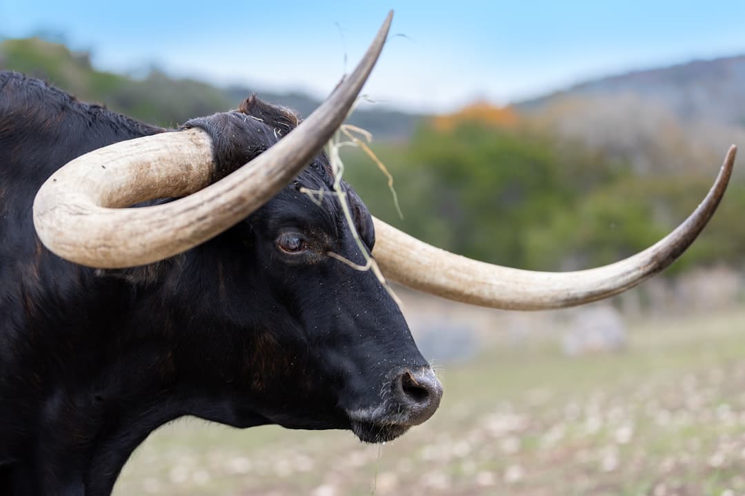 a black bull with large horns standing in a field