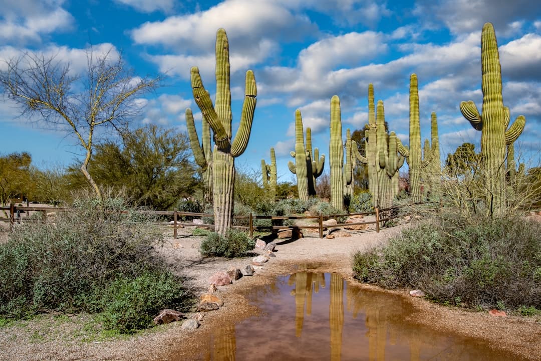 a group of saguados stand next to a body of water