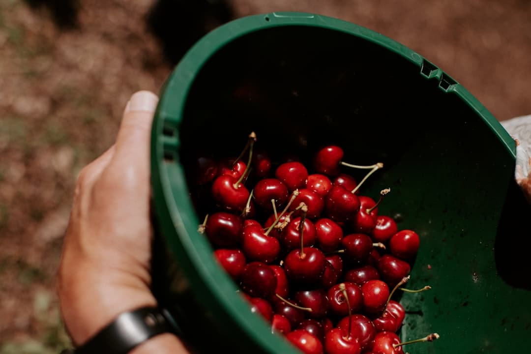 a person holding a green bucket filled with cherries