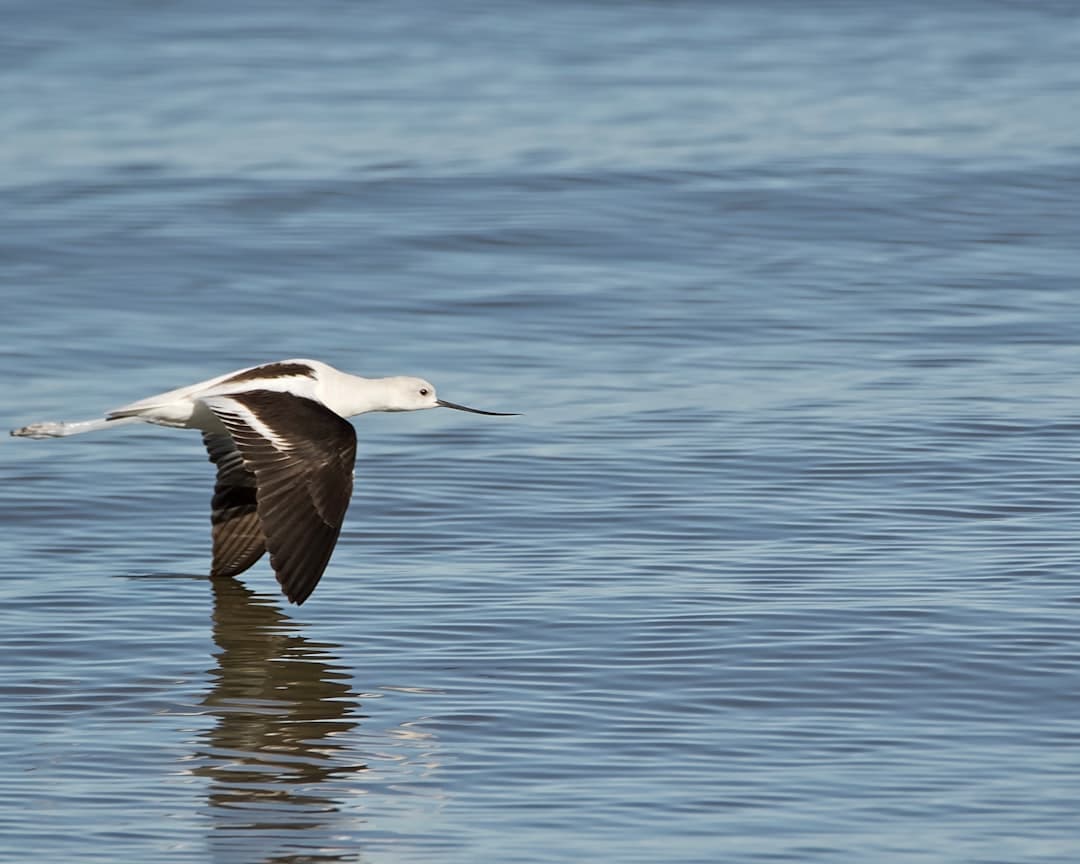 a white and black bird flying over water