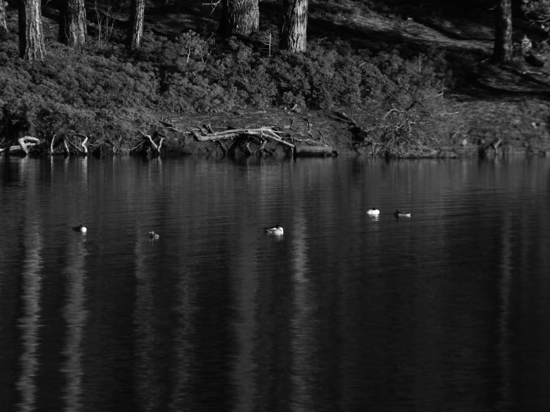 a black and white photo of ducks swimming in a lake