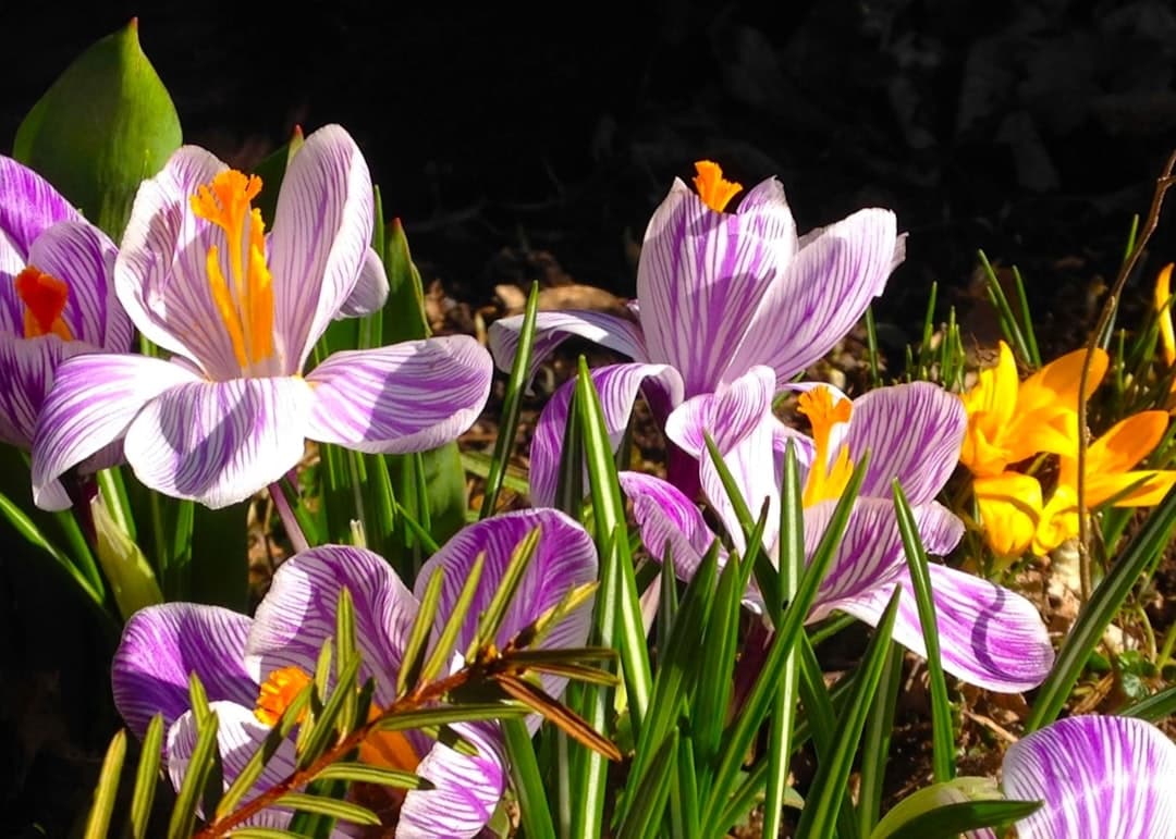 a bunch of flowers that are in the grass