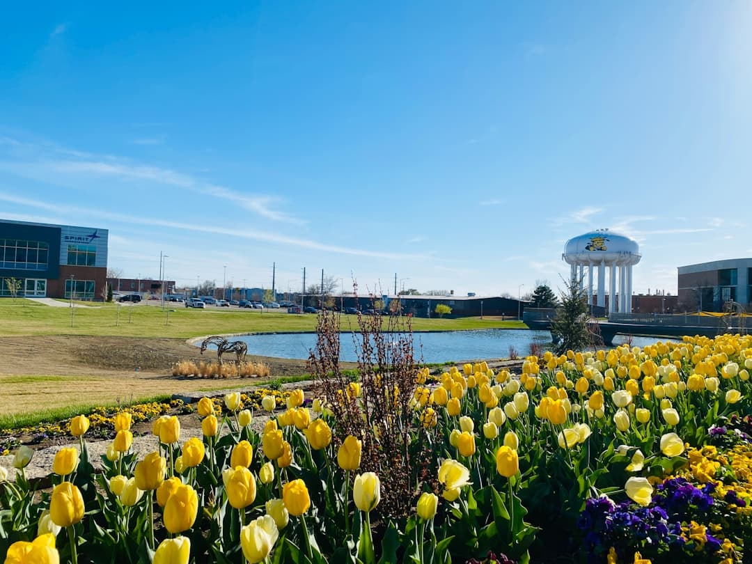 a field of yellow tulips with a water tower in the background
