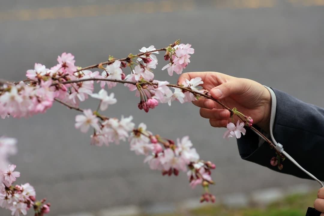 a person holding a branch with pink flowers